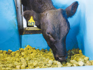 The young bulls in the research help themselves to feed throughout the day.