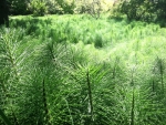 Field horsetail (pictured) is now widespread in parts of the North Island, the upper South Island and on the West Coast.