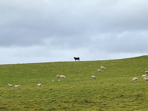 It’s estimated that 28,000 sheep and 7000 cattle on Chatham Island need to get to the mainland urgently.