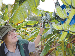 Hugh Rose grows more than 30 varieties of bananas on his Northland farm.