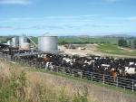 Dairy Sector Drives Strong Rural Property Market Activity in NZ