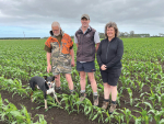 Velvetleaf: New Zealand’s most aggressive cropping weed