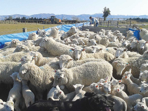 Lambs under the age of six months can be docked by a competent person using either a hot iron or rubber ring and the length of the docked tail must be no shorter than the end of the caudal fold.
