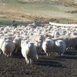 Hindon farmers ewe hogget winners