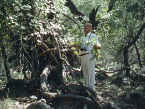 Fig 1: Pierre Galet, the famous French viticultural scientist stands beside a multi-trunked wild Vitis berlandieri vine, Davis Mt, Texas. Photo: Lucie Morton.