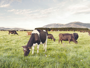 Farmers who utilise a high percentage of the pasture they grow on farm will make more profit from those farmers that lose pasture quality during parts of the season, especially over the summer.