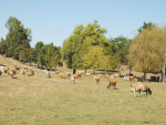 Shelterbelts protect animals from heat stress during summer and wind, rain and cold during winter.