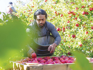 Apple and Pears NZ says urgent government assistance is need for the apple sector, which employs thousands of people all the way down that value chain. Photo Credit: Paul Sutherland Photography