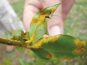 Myrtle rust.