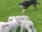 'Careful' is a command I use to go from a gallop to a trot, from trot to walk, to a very slow walk -- saving the stop command for stopping only; most people over-use a dog's stop.