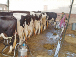 A typical Indian family dairy farm in Punjab.