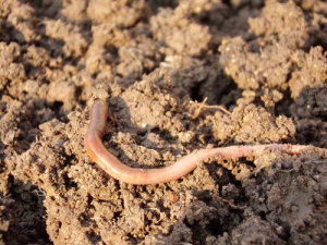 The great Kiwi earthworm survey