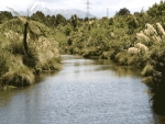 Riparian planting Taranaki.