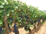Microbes may be key to geographical differences in wine