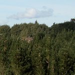 Cots for dragon babies