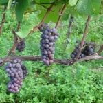 Pinot gris on the vine.