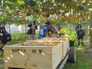 Both Hawkes Bay and Bay of Plenty have a shortage of fruit pickers.