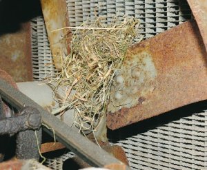 Starlings can fire up tractors