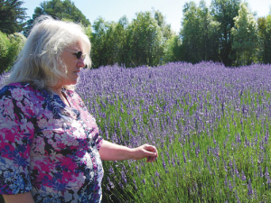  Myra McLelland amid the rows of lavender on Lavendyl Farm, Kaikoura.