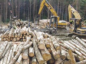 A new study claims carbon forestry creates 25% more local jobs than sheep and beef farming.