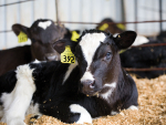 Comfortable and healthy calves are easier to manage.