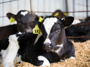 Comfortable and healthy calves are easier to manage.