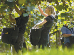 Te Puke is famed as New Zealand’s kiwifruit capital, but new research could mean that top spot is contested in the future.