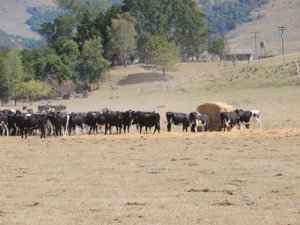 Farmers in drought-affected parts of New Zealand will continue to feel the impacts of El Niño for months.