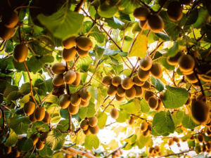 Zespri says it has delivered an increase in value to growers, despite sales dropping 11%.