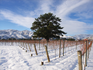Wine Weather: What&#039;s been going on?