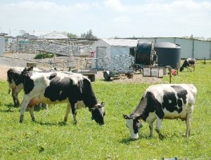 Soils can cop more copper