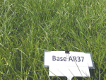 ￼Tetraploid pastures like Base AR37 are higher in sugars and more palatable.