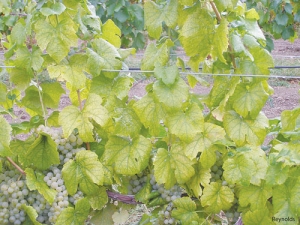 A nitrogen deficient vine – shows yellowing of leaves.