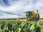 Sugar beet being harvested in Canterbury.