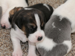 MPI hopes a new breed of detector dog will produce its best biosecurity sniffers ever.