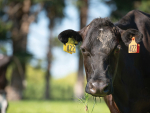 BVD Control in Dairy Herds: How to Find &amp; Remove PI Animals