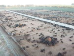 The Wakanui area, including ANZCO Food's big Five Star Beef feedlot, had been under a Controlled Area Notice since October and has now been cleared of M. bovis.