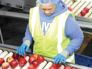 Paul Paynter says the current worker shortage crisis in the apple sector can be sheeted home to Government naivety.