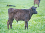 Beef-dairy cows for exports