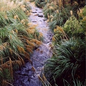  Tree planting funding 