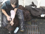 A survey shows young farm workers more likely to use pain relief on animals.