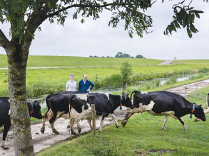 More Dutch farmers are grazing cows outdoors.