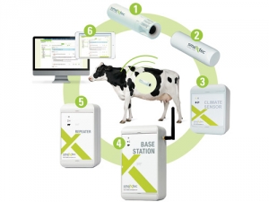 Bolus-based sensors allows wireless monitoring of cows.