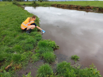 Waikato Regional Council officer sampling contamination at overflowing pond. Photo Credit: Waikato Regional Council.
