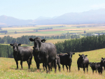BVD Control Begins Long Before You See A Problem
