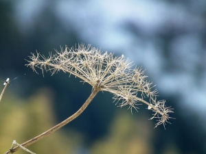 Study could help plants withstand drought