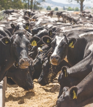 Feed pads, cow housing a worthwhile investment