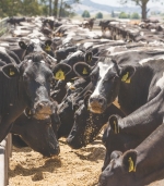 Feed pads, cow housing a worthwhile investment