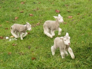 BLNZ&#039;s Lamb Crop 2015 report estimates 23.9 million lambs were tailed this spring – the smallest lamb crop since 1953. 
