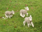 BLNZ's Lamb Crop 2015 report estimates 23.9 million lambs were tailed this spring – the smallest lamb crop since 1953. 